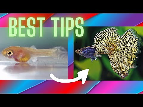 How to Dramatically Increase Growth Rate of Guppy Fry ?