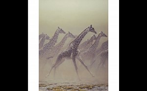 Painting by Robert Bateman | Robert Bateman