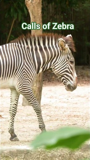 Amazing calls of Zebra