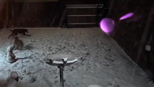 Hope your pets are enjoying this fluffy as much as Rue and Java! ❄️ As many of our staff live out of Shrewsbury we are expecting some disruption tomorrow. We obviously don't know what it will look like in the morning but wanted to give you advanced notice that appointments may need to be rearranged. Please keep an eye on our Facebook for updates in the morning. Please feel free to cancel appointments if you aren't able to make it down to us! | Medivet