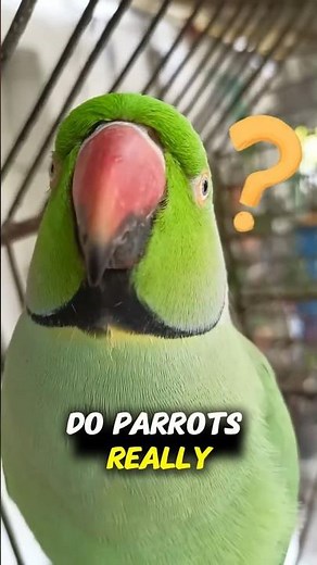 Parrots Can Actually Understand Words 🦜 #AnimalVibes #animalintelligence #mindblown