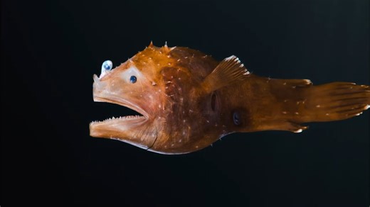 Watch what happens when a fish is smaller than a grain of rice