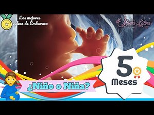 QUINTO MES DE EMBARAZO | SEMANA 18 A 21 | DESARROLLO DEL BEBÉ | EMBARAZO SEMANA A SEMANA