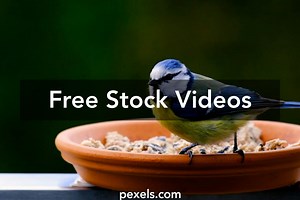 Canary Bird Videos, Download The BEST Free 4k Stock Video Footage & Canary Bird HD Video Clips