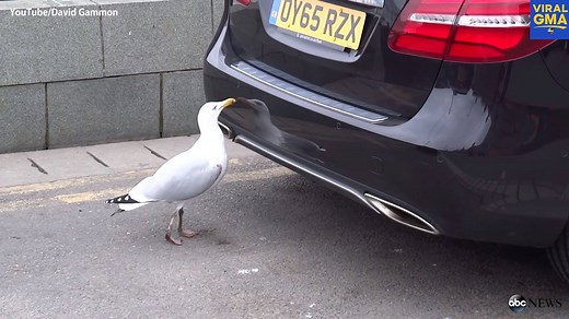 WATCH: A seagull freaks out over its reflection, and proves sometimes you're your own worst enemy! | Good Morning America