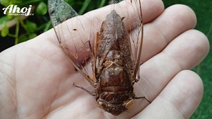 Co je to cikáda a jak cikáda  vlastně vypadá? – Ahoj Magazín