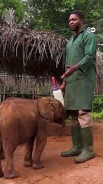 An Orphaned Baby Elephant Fighting Against the Odds