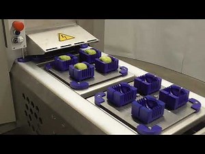 ZTI Fruit Cutter E line Kiwi