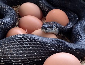 How to Keep Snakes Out of Chicken Coops (5 Tips!) - The Hen's Loft