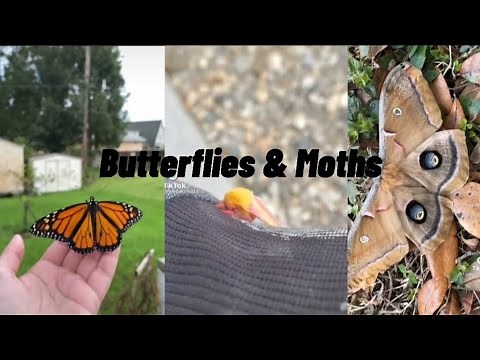 |Butterflies & Moths| TikTok compilation ;)