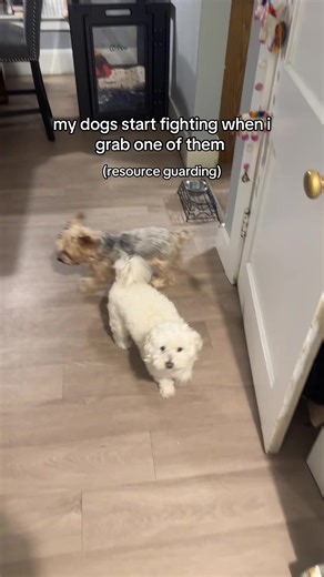 #foryoupage #foryou #follow #maltese | Resource Guarding Dogs