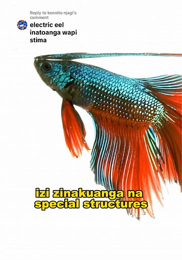 Electric Eel Lighting a Bulb Explained