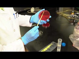 Use of a Disposable Inoculating Loop