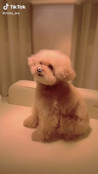 Fluffy Poodle With Animated Expressions: A Cute Showcase