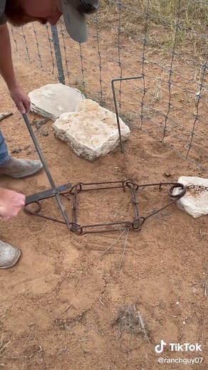 Setting a conibear trap | set up