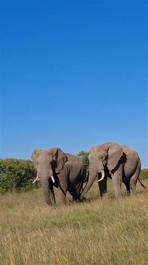 30 reactions | Looks like a trunk hug kind of day! ❤️ What in the elephant trunk games is going on here?  Captured by Jeff Ketere. | Gamewatchers Safaris & Porini Camps | Facebook
