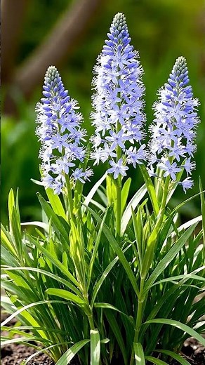 Blue star — Amsonia tabernaemontana #leafsonggarden #garden #gardening
