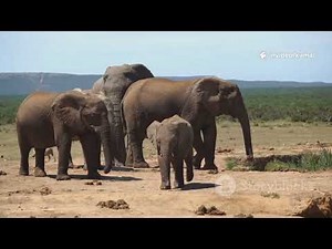 Elephant Birth Documentary | From Mating to Baby Elephant/ අලි පැටියෙකු බිහිවෙන හැටි/ #elephant