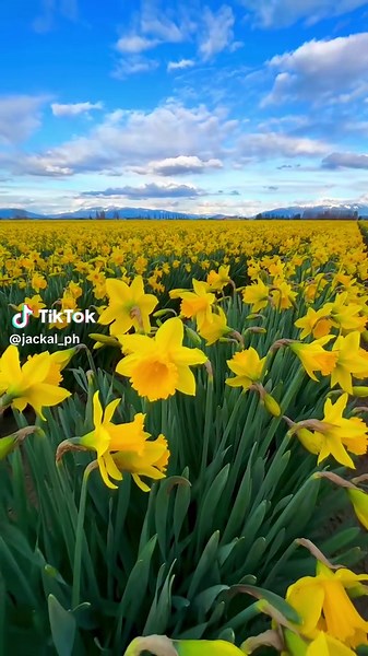 Field of Yellow Daffodils: A Blossoming Beauty