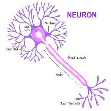 How Neurons Fire: A Visual Guide to Brain Activity