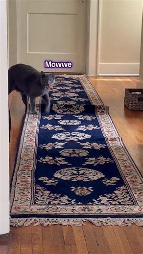 #ThanksBuddy #CatToy #GrayCat #Thief #Nerf | Cat Toy