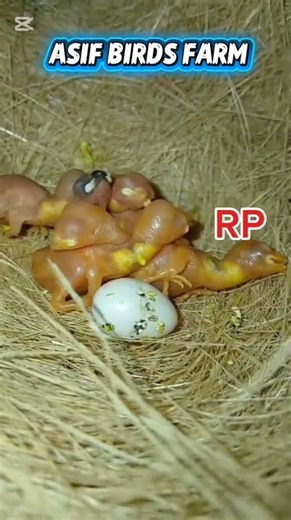 Top Quality Exhibition Eumo Java R P Blood line