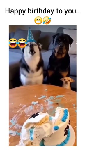 DOG prank video🤣🤣 #funnyshorts#prank#