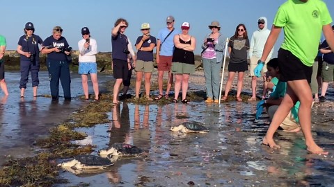 Watch sea turtles make their way toward the ocean at West Dennis Beach. Video.