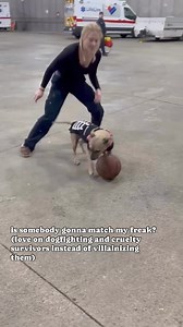 In a society that so readily demonizes cruelty and dogfighting survivors, Bark Nation is here to flip the script. Survivors like Mary Ann, Wilhelm, Hattie, and Oatmeal aren’t monsters—they’re incredible dogs who freely offer up their love and affection (ok, only sometimes in exchange for a cookie 🍪🤣). Our survivors are good—so damn good 💚 Sweet, cuddly, playful, loving little chonks who just want to exist in a world that loves them back, protects them, and maybe tosses them a ball or a few sn