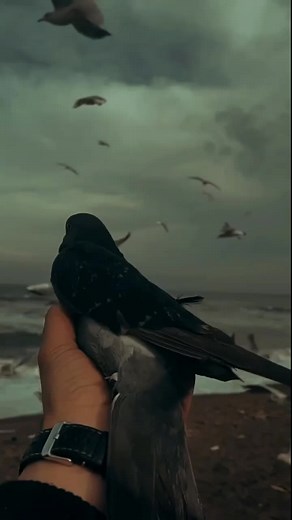 Life is Beautiful - Motivational Video