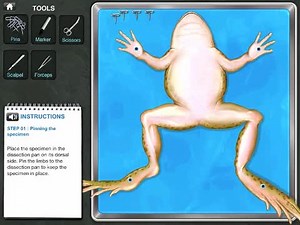 Frog Dissection