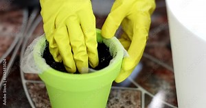 Closeup of gloved female hands chopping and raking earth in flowerpot. Preparing soil for transplanting flowers