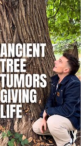 This majestic sweet chestnut tree immediately stood out to me with her incredible size and obvious history of trauma. Large branches strewn at the base, bulbous growths all the way up the trunk and that curious charred inner bark. She’s centuries old but still going strong in spite of it all! If you really take the time to observe nature, it will almost always give you the answers. Also.. New hobby unlocked: Tree trauma detective! 🧐 For some reason this stands out as one of my fave vids to date