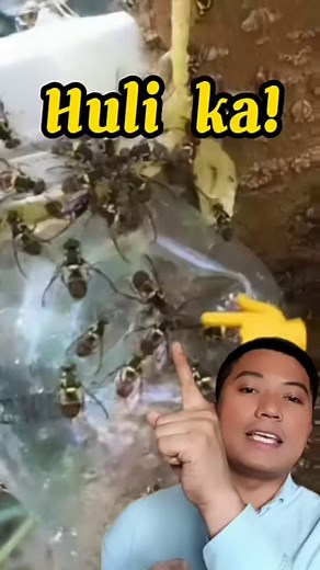 3.5K views · 68 reactions | Methyl eugenol will be used in insect traps and lure products to attract certain fruit flies such as the Oriental fruit fly on affected food crops. #fruitfly #fruitflytrap #insecttrap #DIY #diy女子 #gardening #gardeningtips #gardenideas | Jermie De Torres Gupo | Facebook