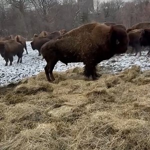 12K views · 635 reactions | Who loves hay? Our bison, that’s who! It’s hard not to smile when you catch a glimpse of our bison romping and rolling in fresh bales of hay, added to their habitat by their dedicated keepers. This cheerful #MomentOfZoo comes to you from Senior Keeper Carlos. | Bronx Zoo | Facebook