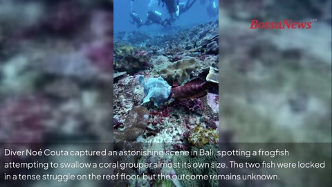 Frogfish caught trying to swallow fish nearly its own size