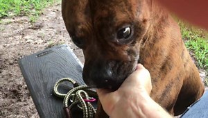 UPDATE 6/10/2020: TONY HAS BEEN ADOPTED!!! We as volunteers often wonder: How did this happen? Why did this dog wind up at the shelter? Why is nobody looking for him? ... Meet Tony. He is still new to the shelter. Found as a stray about 9 days ago. He came in wearing a red collar. This dog looks well taken care of, has good weight, nails are short, nice brindle coat. He is a very sweet boy, young adult, walking nicely on the leash and taking treats from the hand politely. He appears to be a boxe