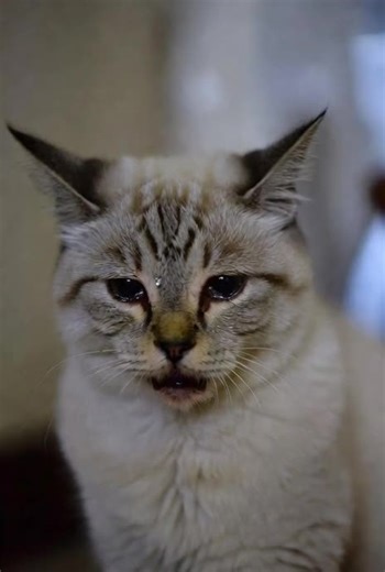 My is crying very badly 😢😭 what can i do for cat? 😺😭