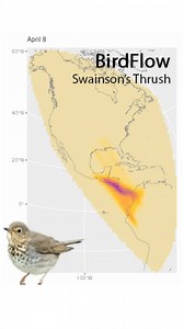 Job Alert: Join the pioneering BirdCast team at the Cornell Lab of Ornithology! 🐥 As a Postdoctoral Associate with the BirdFlow team, conduct innovative research using the eBird database to better understand migratory bird movements. Your work aims to unravel the routes connecting breeding and wintering areas of migratory birds, and contribute to products and software that will be released for scientists, conservation practitioners, industry, and the public. 🌎 . Engage in purpose-driven scienc