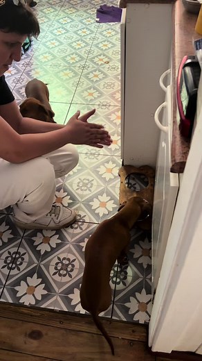Divertidos Momentos con Perros Salchicha Comiendo