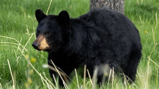 Buffaloberry season: beware of bears while in the mountains