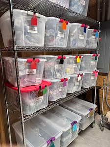 Here’s how our tagging system works. We use @ritcheytags because they’re durable, they come in 15 color variations (we use all of them!), and because they are engravable which means that the tag will last for the lifetime of the animal without the number wearing off. We also use Ritchey Tags for our cow tags. #connealyangus #ranchlife #rural #onlyatconnealys #angus #angusbulls #nebraska #familybusiness #anguscattle #bullsale #ritcheytags #sponsored | Connealy Angus