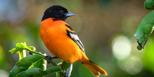 How Many State Birds Can You Name?