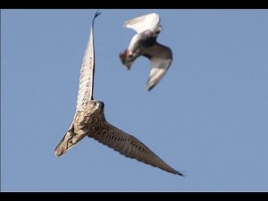 Falcon Sky Predators Full Documentary