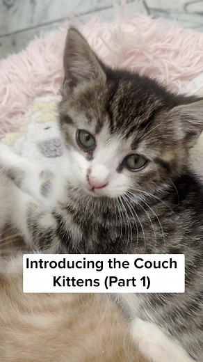 The couch kittens spent their first few weeks of life scampering around a makeshift sofa in a basement. Now officially living-room-couch type cats, they're finally ready to find their forever homes. Cuddly, tumble-y, orange brothers Raymore and Flannigan are looking for a family ready for lots of adorable kitten energy. Perfect from the start, these two love to play, be near their humans, and generally bring that good kitten vibe to every situation. Apply to be their people at flatbuscats.org/ad