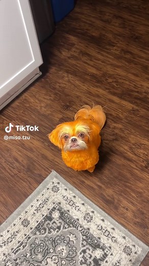 Halloween costume reveal 🫣 #shihtzu #shihtzusoftiktok #fyp #funny #lorax