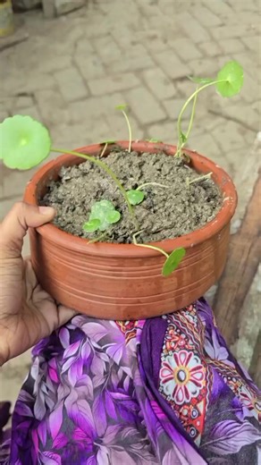 Caring for Your Coin Plant: Growing Tips and Tricks