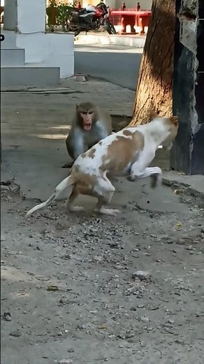 Dog and monkey fight