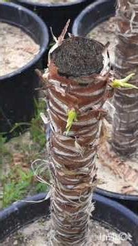How to grow Yucca plants from cuts. 🪴 #Yucca #plants #garden #gardening
