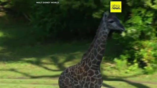 USA : Disney’s Animal Kingdom annonce la naissance d'un girafon Masai